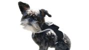 Rechargeable Mini GPS Realtime Pet Tracking Collars for Hunting Dogs Size:XL